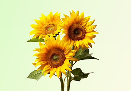 博源国际(中国)有限公司官网